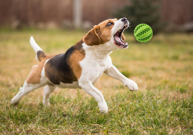 Bola de Petisco Brinquedo Interativo Para Cães